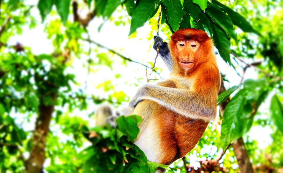 Bongawan Wetland: Proboscis Monkey and Fireflies Shared Tour - Tips for Travelers