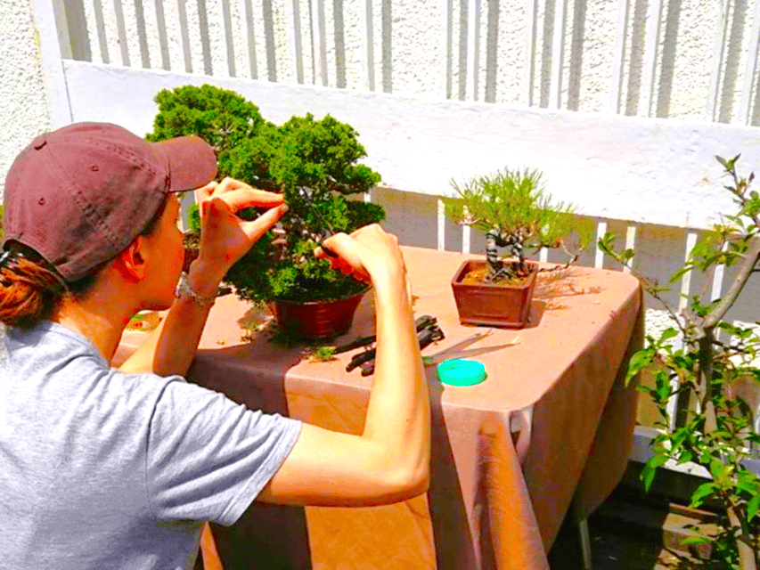 Bonsai City: Bonsai Tour & Experience at Bonsai Sanctuary - Frequently Asked Questions