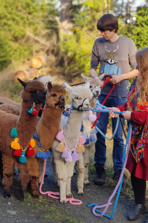 Braunschweig: Alpaca Trekking Tour - Reservation and Cancellation Policy