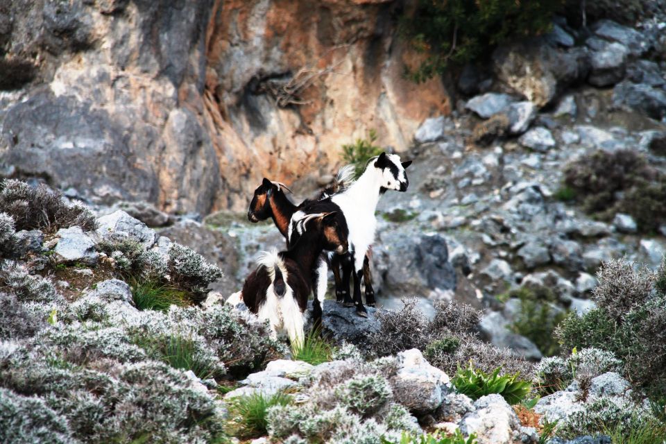 BREATH of AFRICA in CRETE - PHOTO SAFARI From Rethymno Area - Customer Reviews