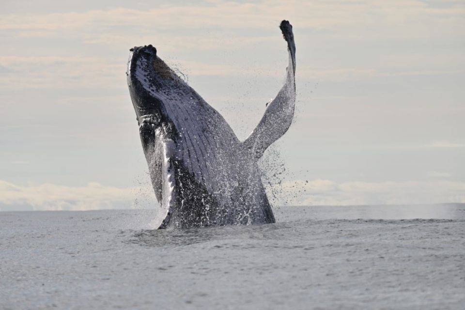 Buenaventura: Whale Watching Trip With Overnight Stay - Tips for Travelers