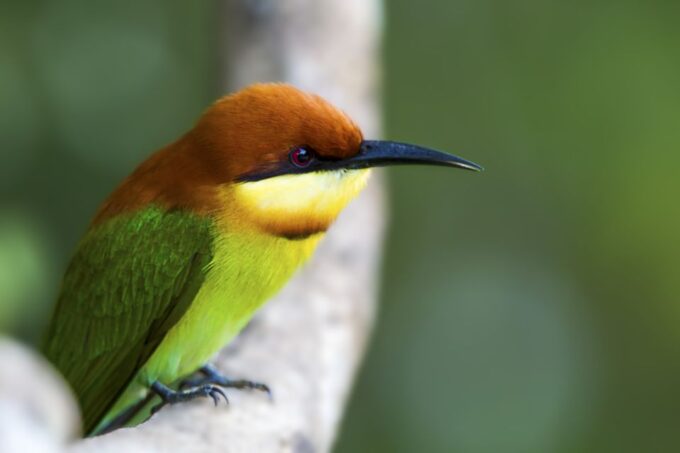 Bundala National Park Safari - Birding Paradise Tour - Birding Opportunities