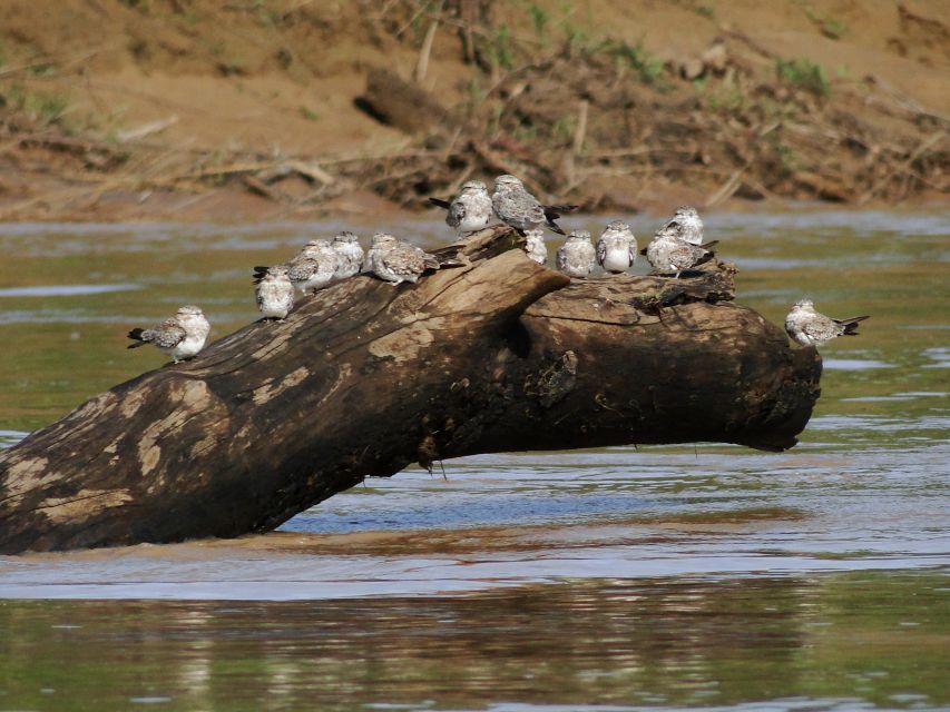 Caimans and Capybaras Search on the Tambopata River - Customer Feedback