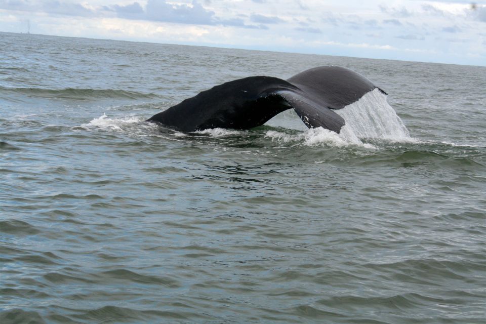 Cali: Whale Watching in the Colombian Pacific Coast - Environmental Conservation Efforts