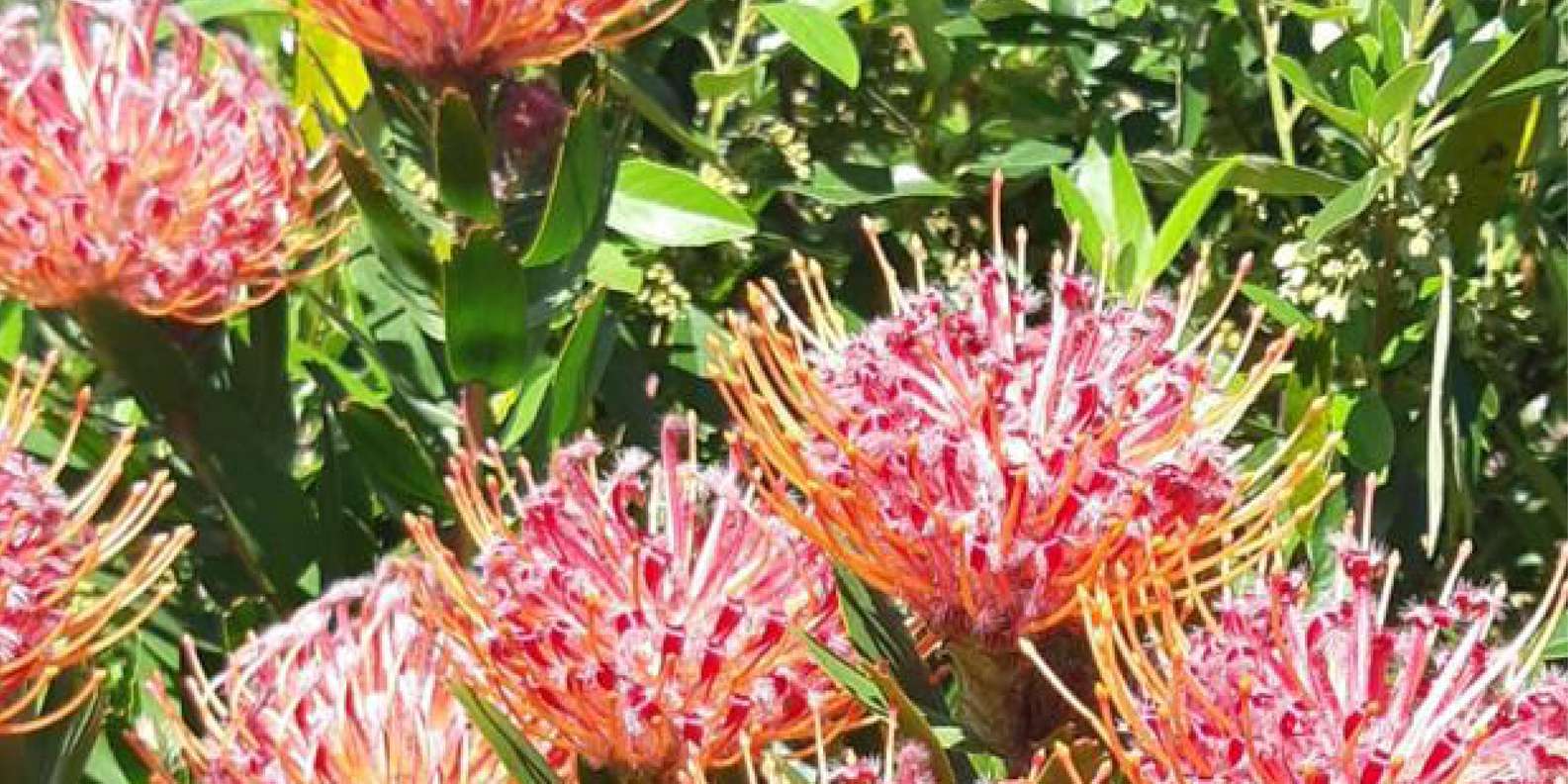 Cape Road Trip, Kirstenbosch Gardens Tour, 3-Course Lunch - Frequently Asked Questions