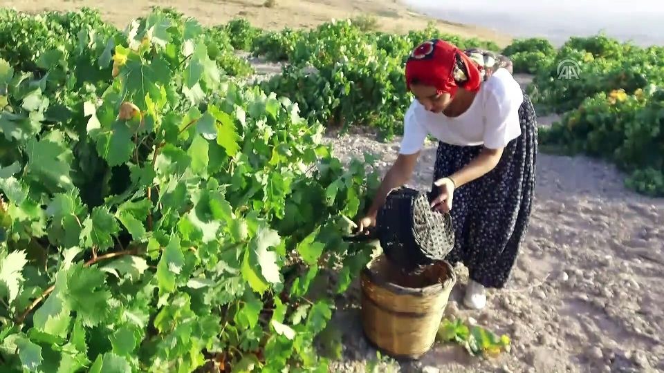 Cappadocia: Private Half-Day Vineyards & Wine Tasting Tour - Additional Tips for Visitors