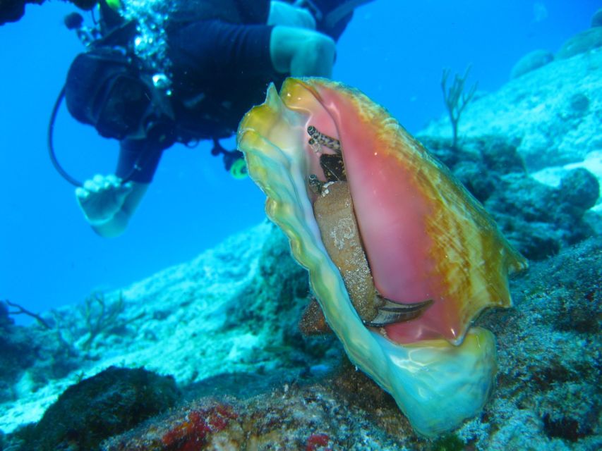 Cartagena: Scuba Diving Day Trip at Playa Blanca With Lunch - Additional Nearby Activities