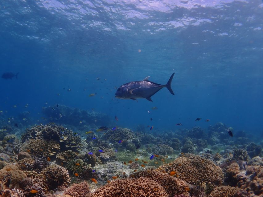 Cebu: Boat Diving Two Dive Tour in Olango Island - Frequently Asked Questions