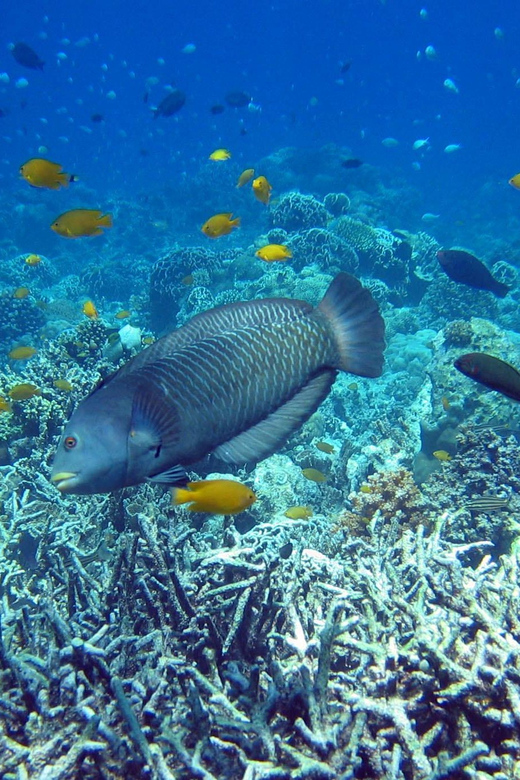 Cebu Mactan Island Hopping + Picnic Lunch (Private Tour) - Breathtaking Snorkeling Adventures