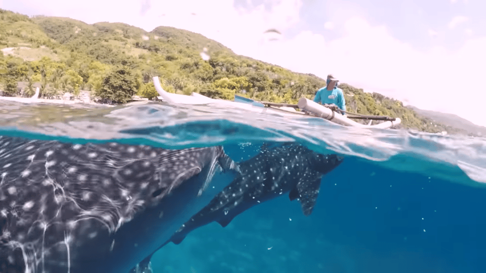 Cebu: Oslob Whale Shark Encounter & Canyoneering Adventure - Frequently Asked Questions