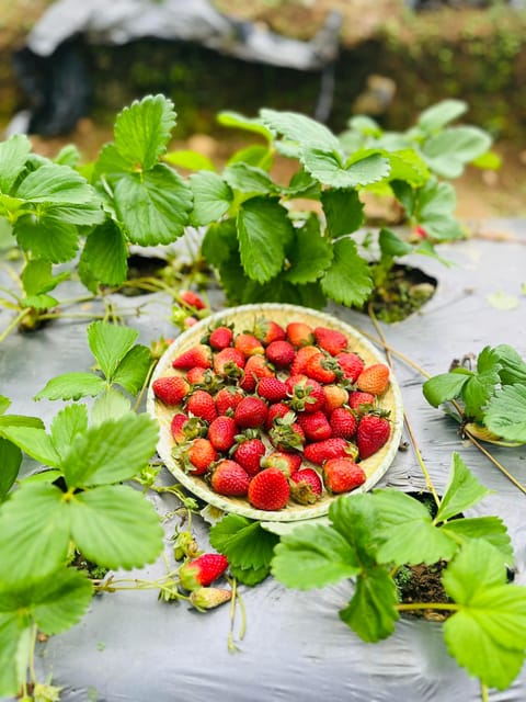 Cebu | West Highland Tour With Strawberry Farm (Private) - Strawberry De Cantipla Eco Farm