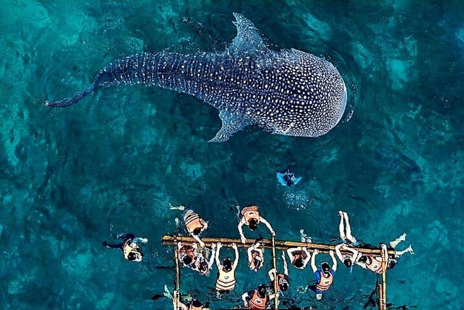 Cebu Whale Shark Encounter Simala Church & Ka Treasure Falls - Health and Safety