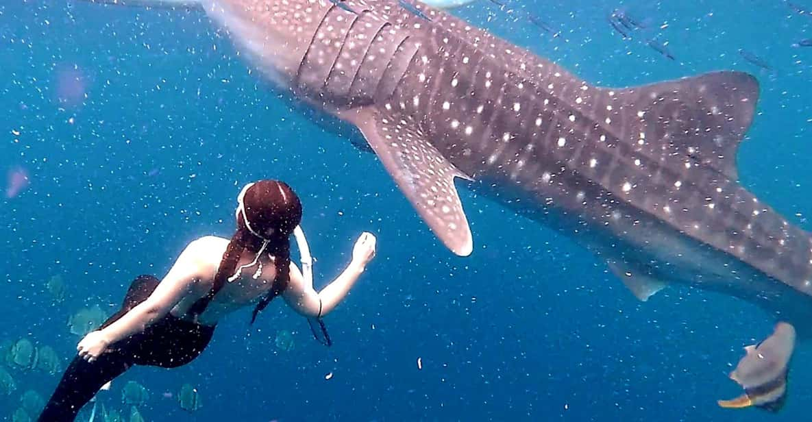 Cebu: Whale Shark Swim and Kawasan Canyoneering Group Tour - Important Considerations