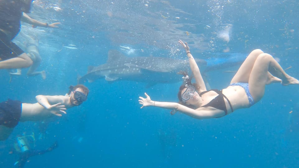 Cebu: Whaleshark & Sumilon Island + Sanctuary Snorkeling - Pickup and Drop-off Locations