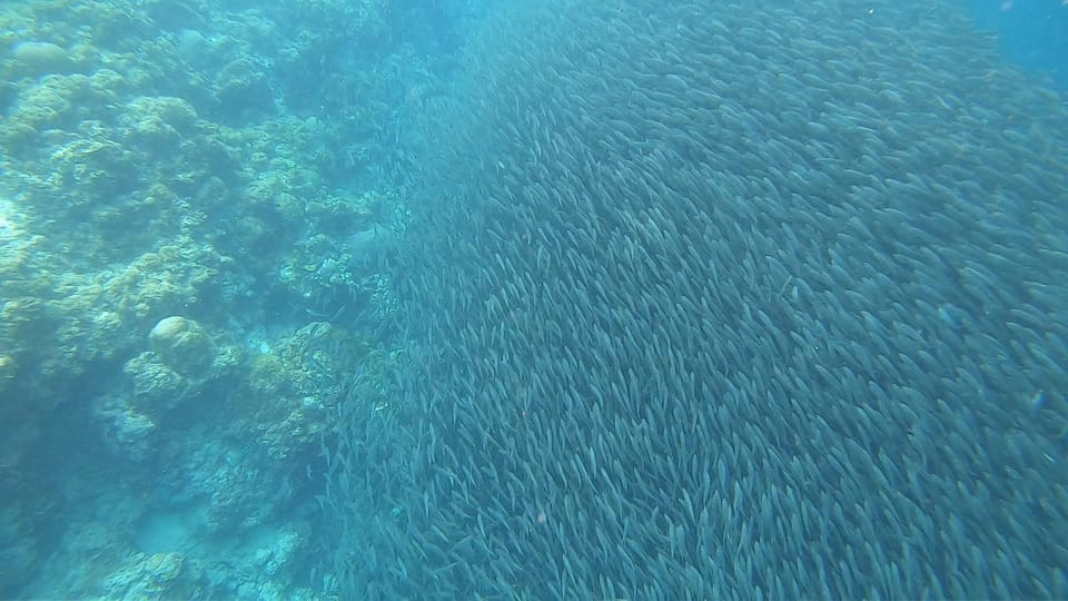 Cebu: Whaleshark Watching and Sardines Run Snorkeling Tour - Explore Oslobs Whale Sharks