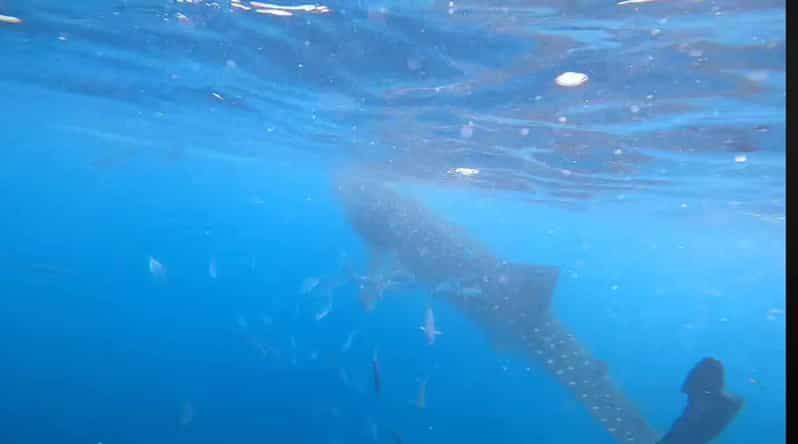 CEBU: Whaleshark Watching + Sumilon Sand Bar + Tumalog Falls - Sumilon Sand Bar