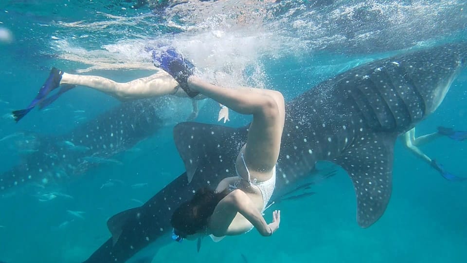 Cebu:WhaleShark Watching & Kawasan Canyoneering Private Tour - Cancellation and Payment Policy