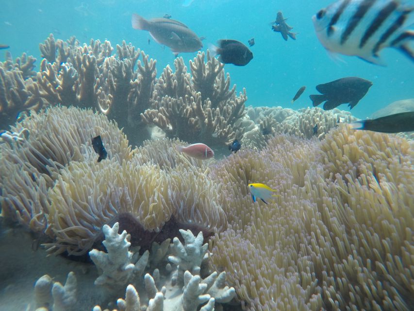 Cham Island: Snorkeling Tour - Best Time to Visit