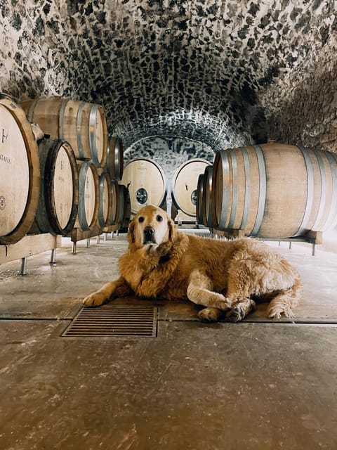 Champagne Cellar Experience: Explore Our Historic Cellars - Sum Up