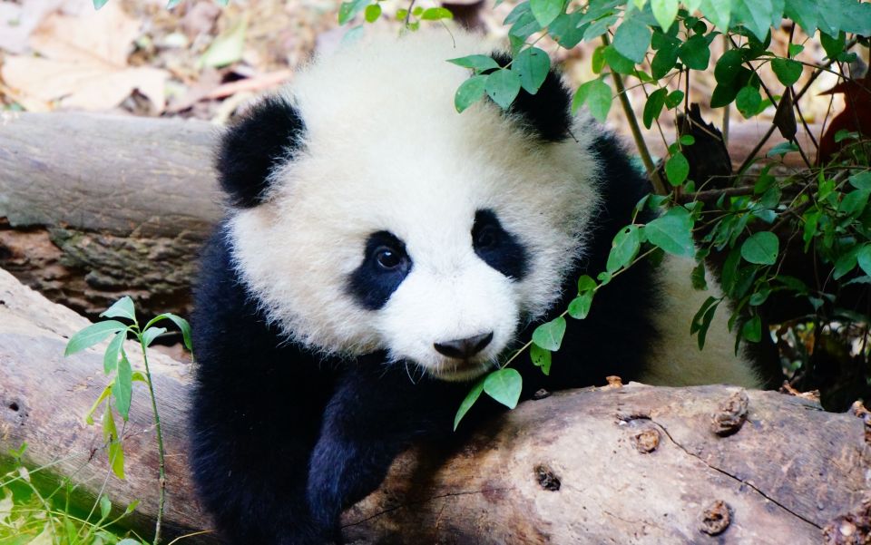 Chengdu: Private Full-Day Panda, City, Museum, & Park Tour - Important Information