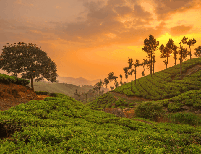 Chiang Mai: Chiang Rai & Doi Mae Salong Tea Plantation Tour - Tea Plantation Tour and Tasting