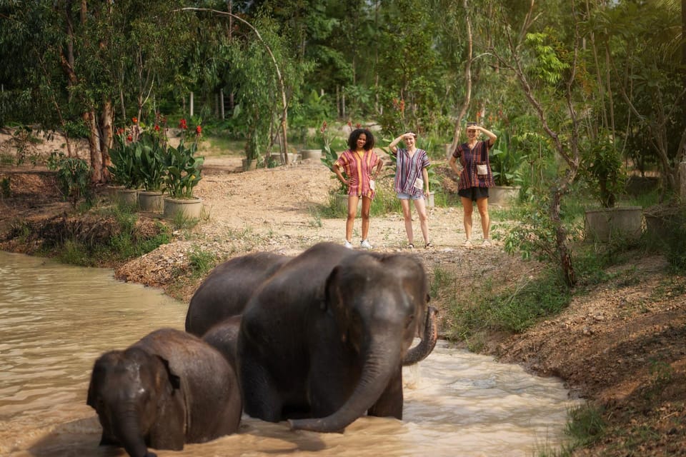 Chiang Mai: Ethical Elephant Encounter Feeding Program - Booking and Cancellation Policy