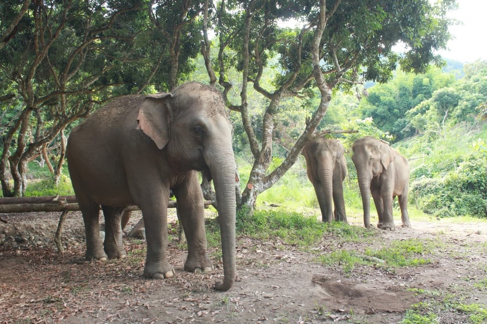 Chiang Mai: Ethical Elephant Sanctuary Day Tour & Lunch - Frequently Asked Questions