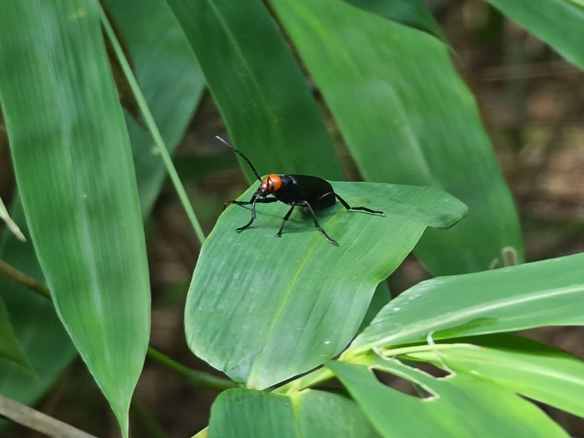 Chiang Mai: Hike Monks Trails, Cliff Jump & Michelin Lunch - Duration and Cancellation Policy