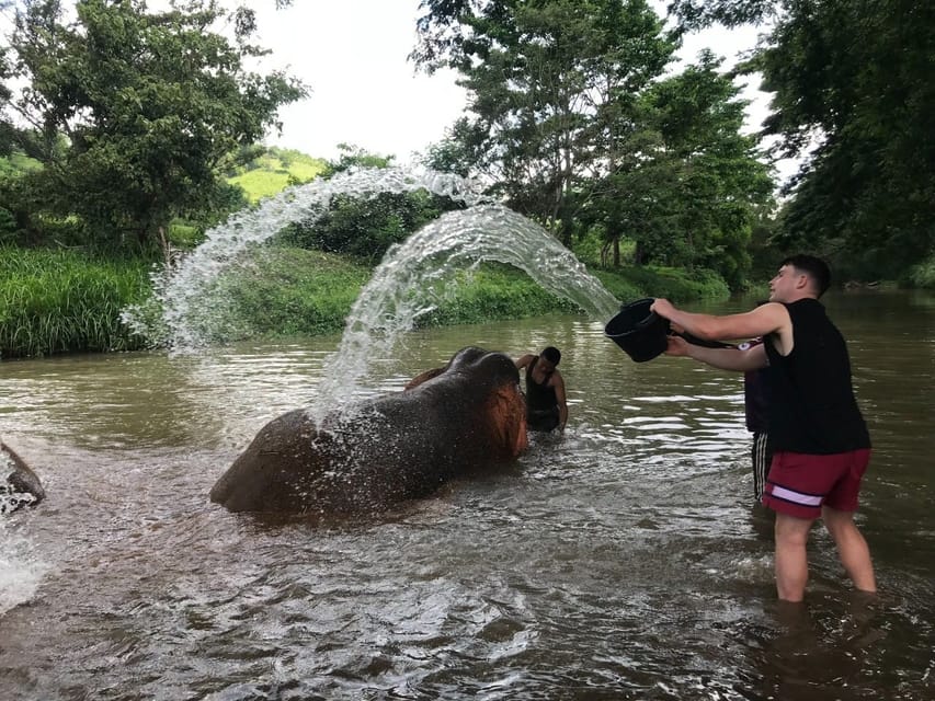 Chiang Mai: Top Rated Elephant Afternoon Tour (Starts 12PM) - Pricing and Duration