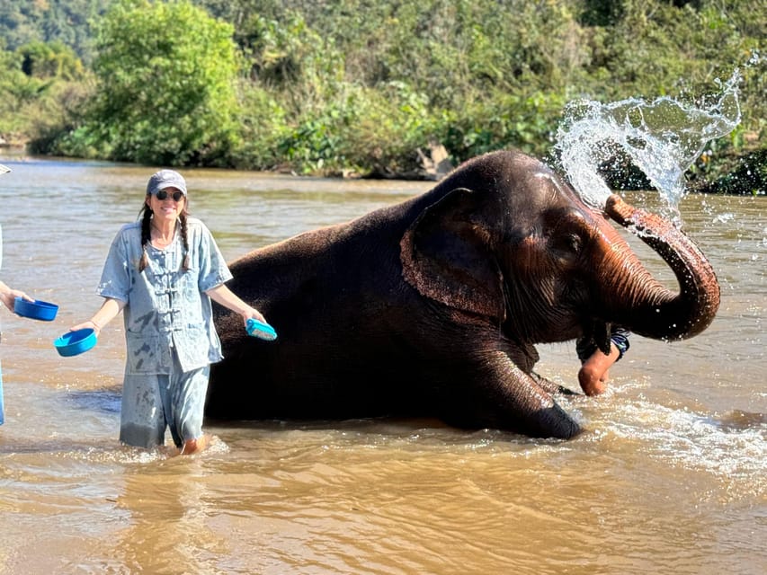 Chiang Mai Tour: Bua Tong Sticky Waterfall & Elephant Care - Elephant Sanctuary Visit