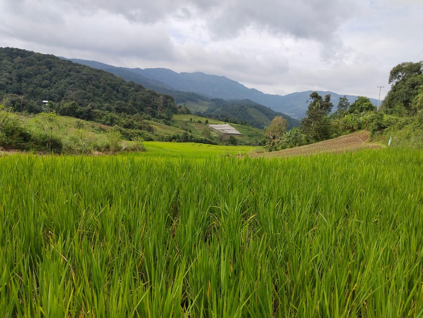 Chiang Mai Trekking (Non-touristic Trail) - Pricing and Booking