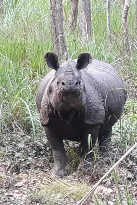 Chitwan: Jungle Safari With Jeep, Canoe, and Jungle Walk - Important Safety Considerations