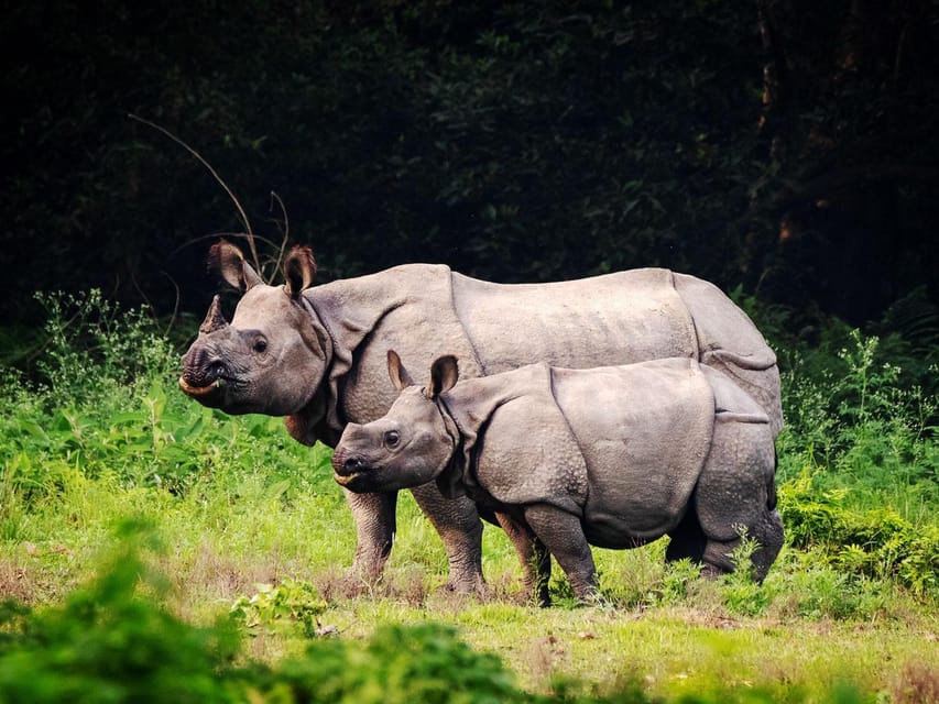 Chitwan National Park Tour With Hotel Transfers - 2N & 3D - Cultural Experiences