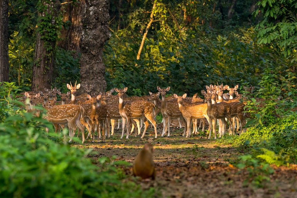 Chitwan: One Day Jeep Safari, Canoeing, Forest Walk - Important Visitor Information