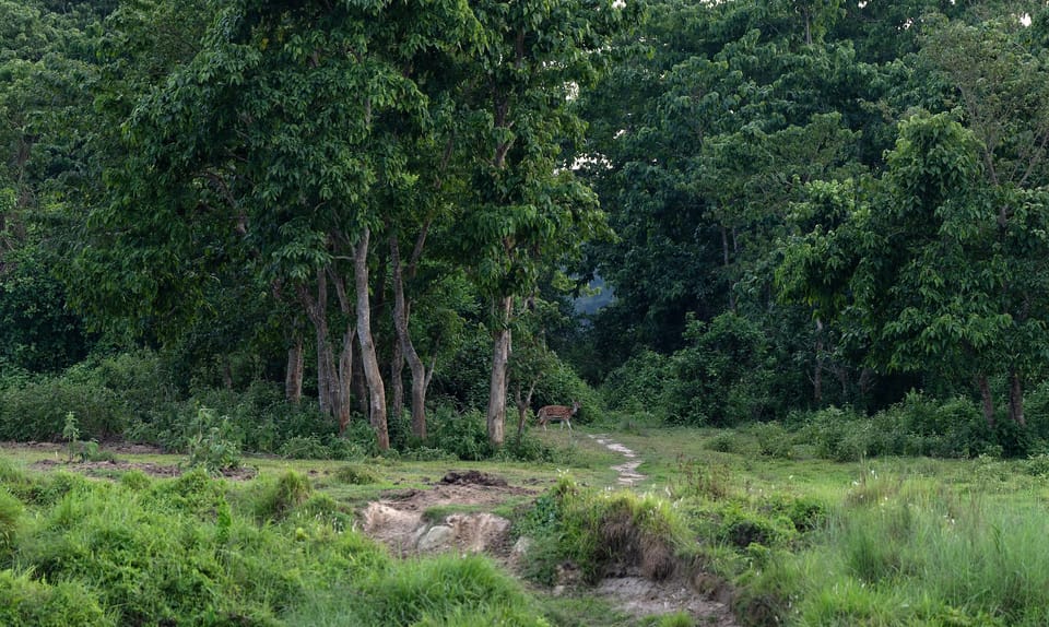 Chitwan Safari 3 Nights 4 Days Tour - Customer Experiences and Reviews