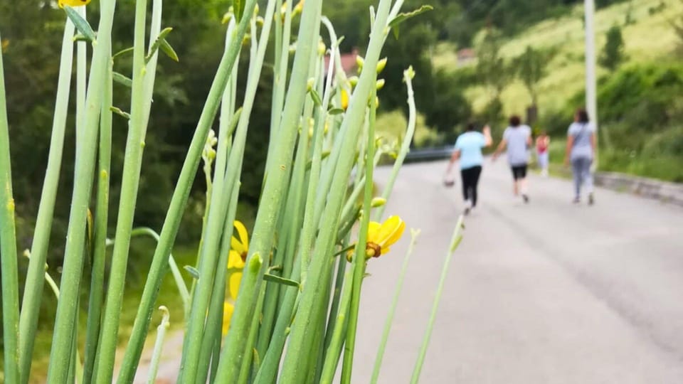 Cilento: Discovering the Art of Broom Spinning in Tortorella - Practical Tips for Participants