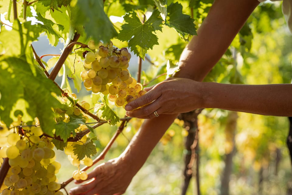 Cinqueterre: Wine Tasting in the Cellar With a Visit to the Vineyards - Transportation and Meeting Point