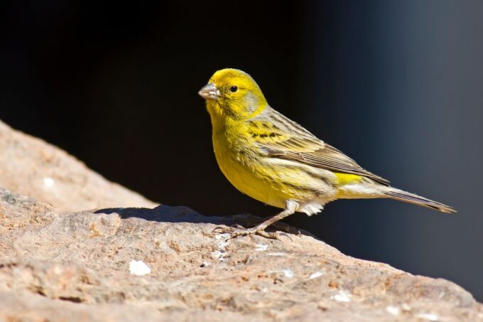 City Treasures Unveiled: 3.5-Hour Las Palmas Taxi and Walkin - Discover Natural Wonders