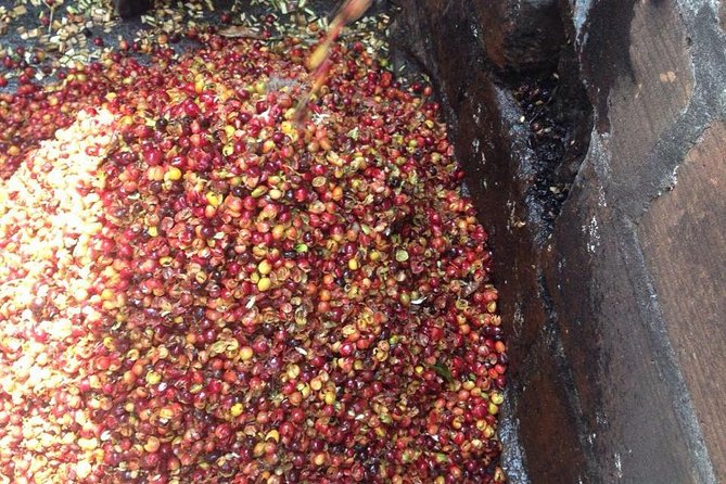 Coffee Plantation in Jardin and City Sightseeing Tour - Reviews