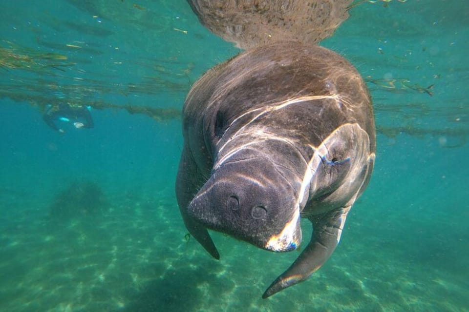 Crystal River: Manatee Snorkel With In-Water Guide - Additional Information