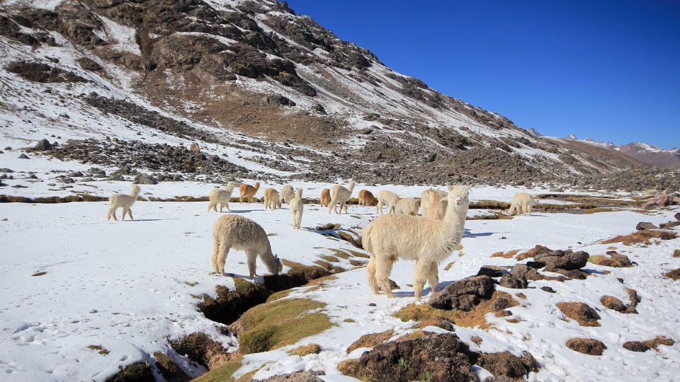 Cusco: Ausangate Tour Seven Lagoons + Meals - Frequently Asked Questions