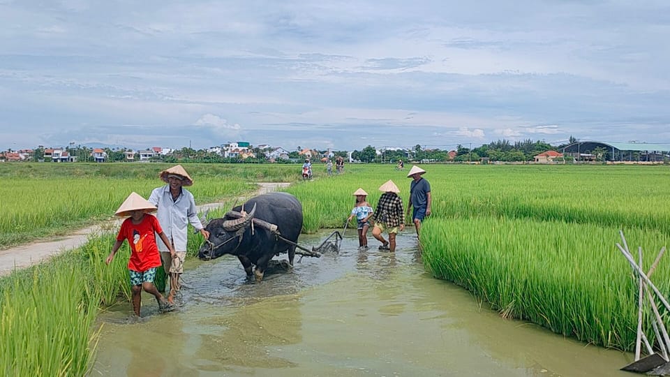 Cycling, Water Buffalo Riding, Traditional Farming Life - Cycling Through Rice Paddies