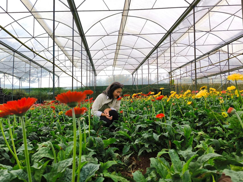 Da Lat: LangBiang - Datanla Falls - Crazy House - Flower and Vegetable Farms