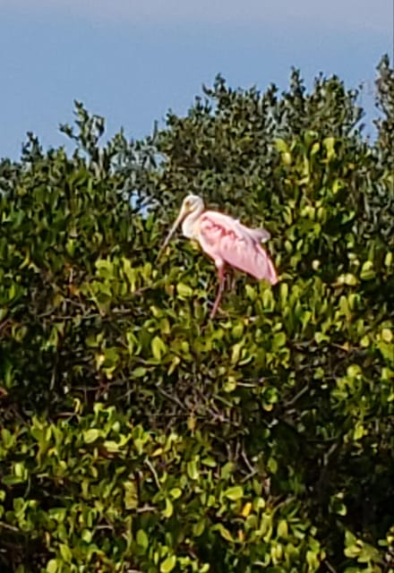 Daytona/New Smyrna Beach: Unforgettable Kayak Wildlife Tours - Preparation and Recommendations