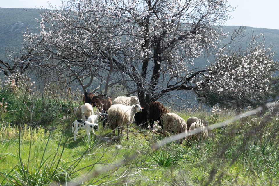 Delphi: Easy Hike on Ancient Path Through the Olive Groves - Recommended Gear