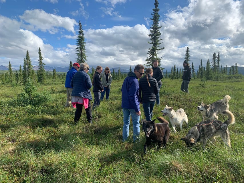 Denali: 1 Hour Tundra Walk With Free Running Sled Dogs - Customer Feedback Summary