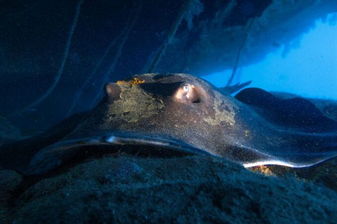 Diving at Lanzarote - 2 Guided Dives for Certified Divers - Health and Safety Requirements