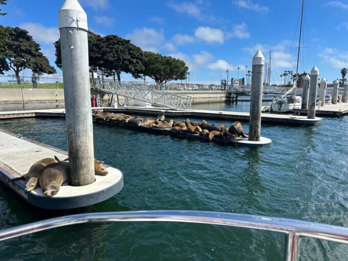 Dolphin Sightings Tour - Additional Information