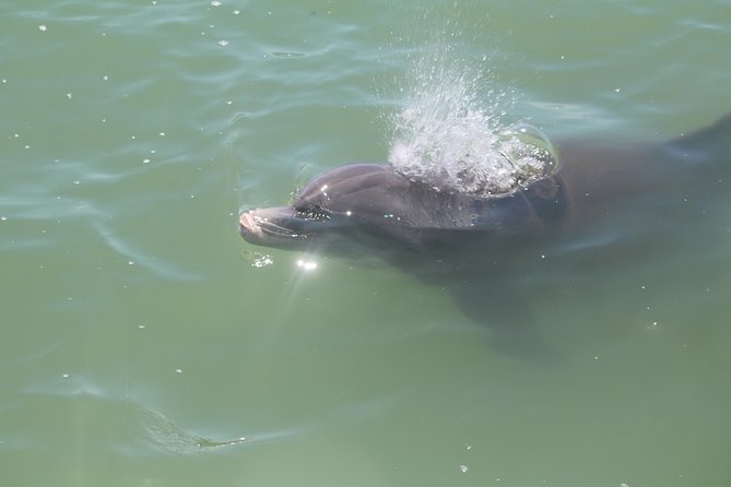 Dolphin Tour on a Private Boat - Booking Process