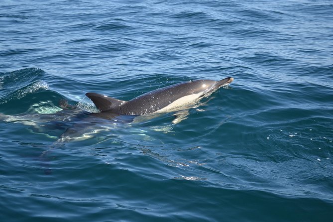 Dolphin Watching and Cave Tour From Vilamoura - Exploring Stunning Sea Caves